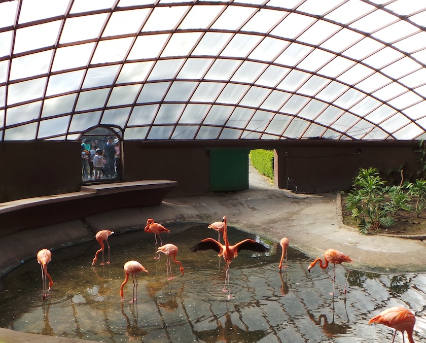 Flamingos en el Zoologico de Zacango 