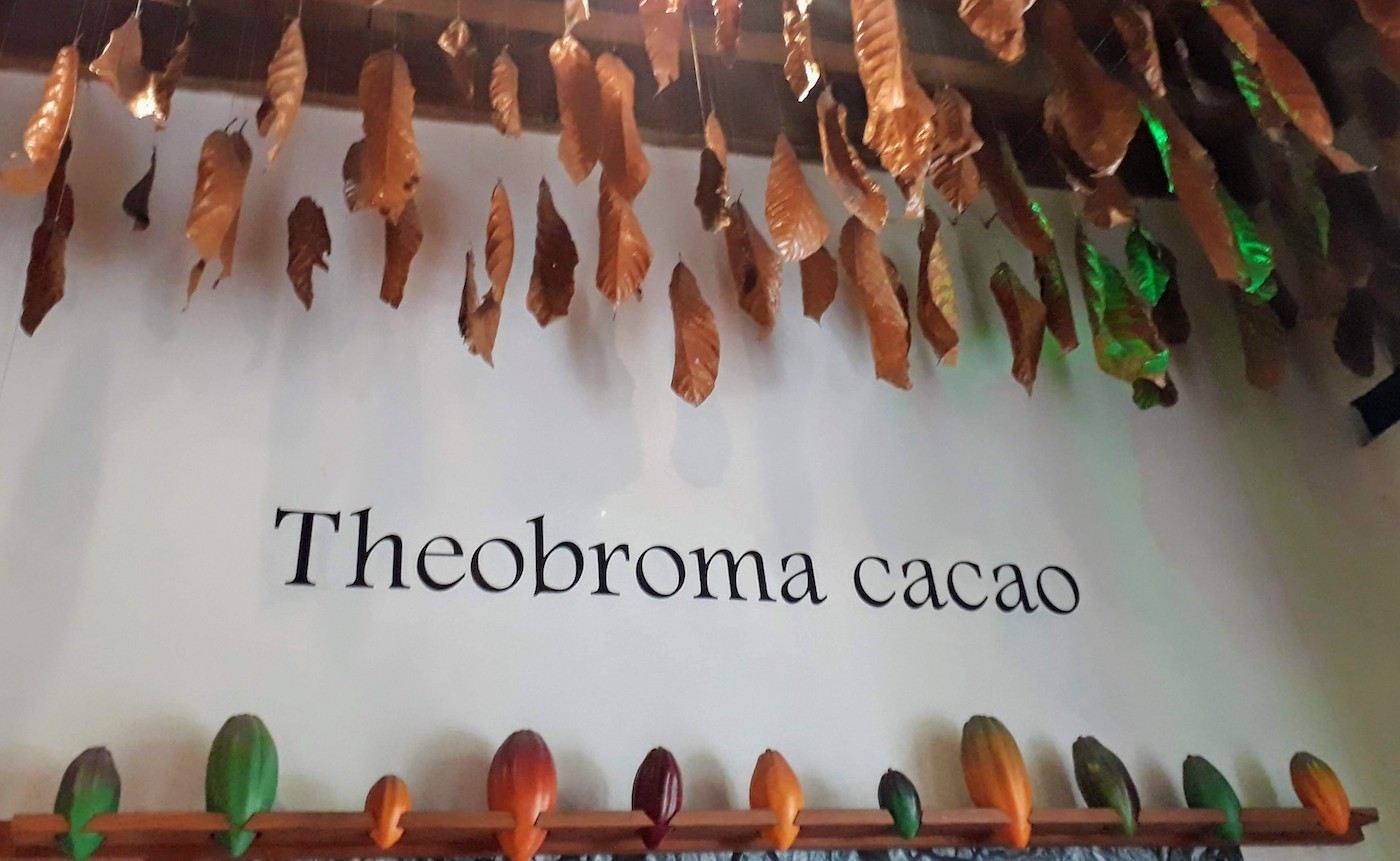 Nombre científico del cacao Museo del Chocolate