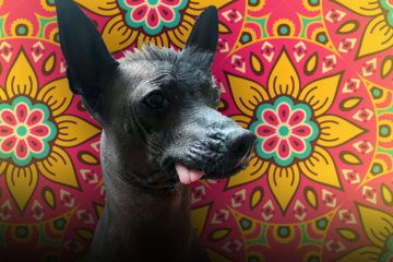 Perro Xoloitzcuintle perro mexicano