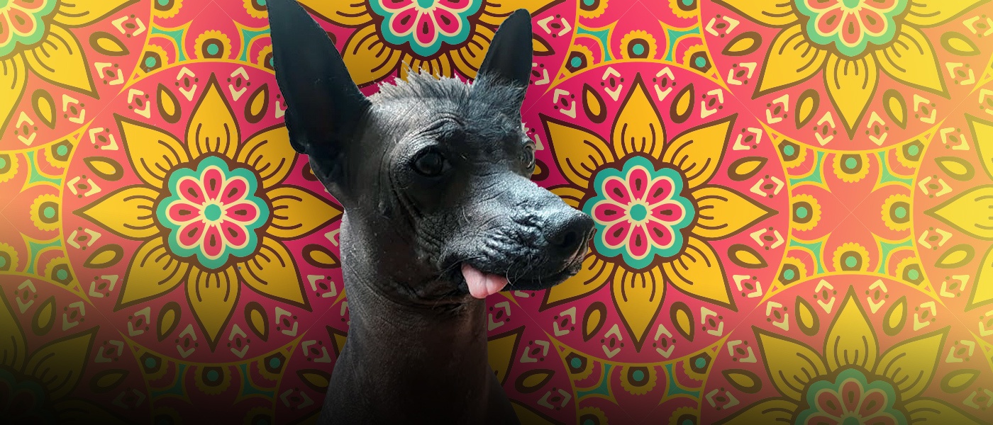 Perro Xoloitzcuintle perro mexicano